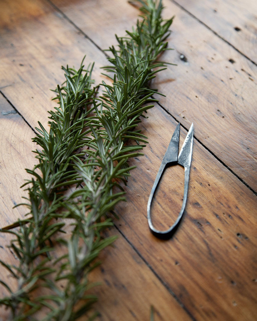garden herb scissors Herb Shears