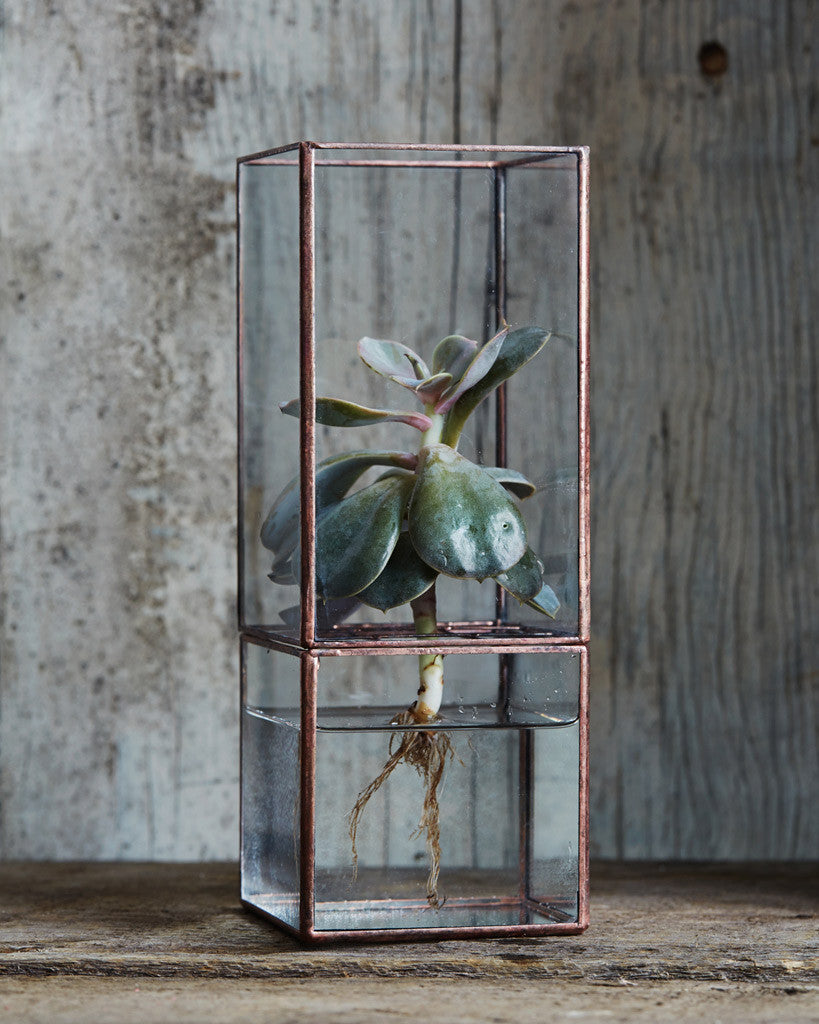 Hydro Terrarium - Medium – Nalata Nalata