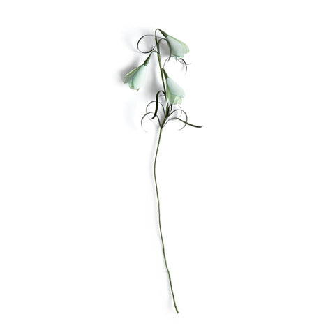 Paper Flower - Fritillaria Verticillata (OUT OF STOCK)