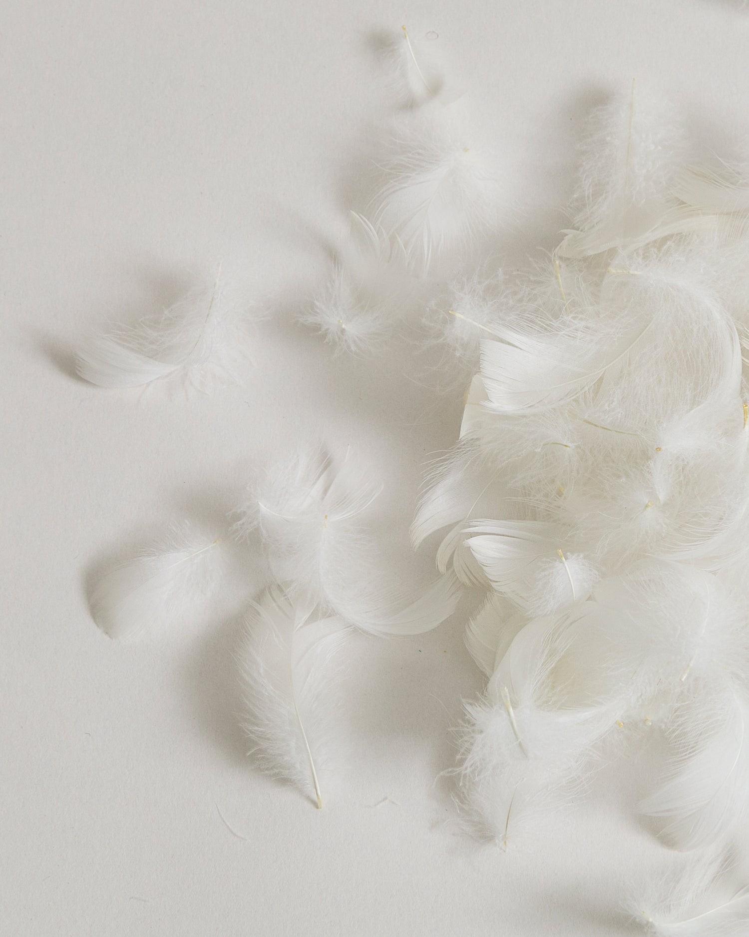 Close-up of Goose Feathers on a gray background
