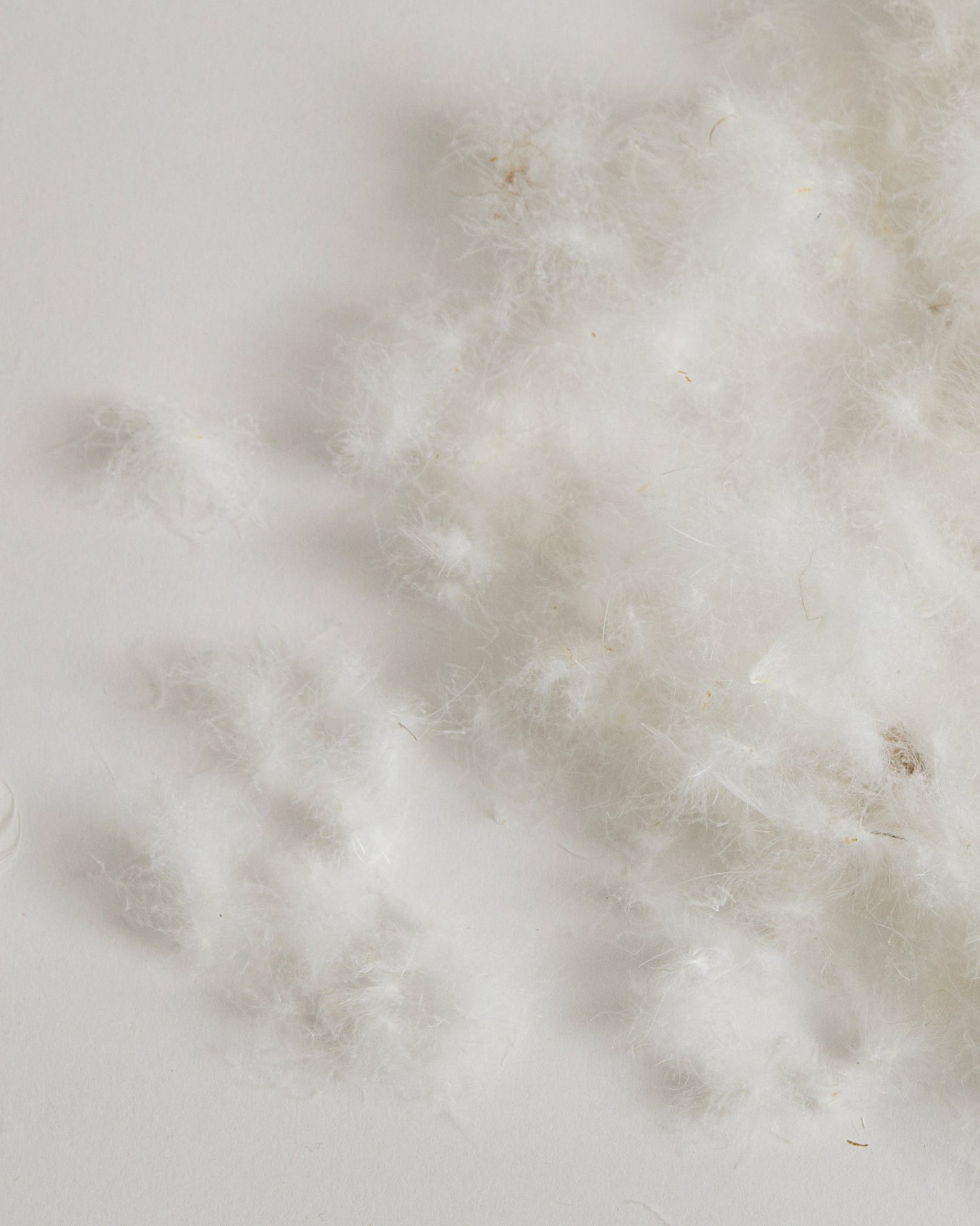 Close-up of Duck Feathers on a gray background