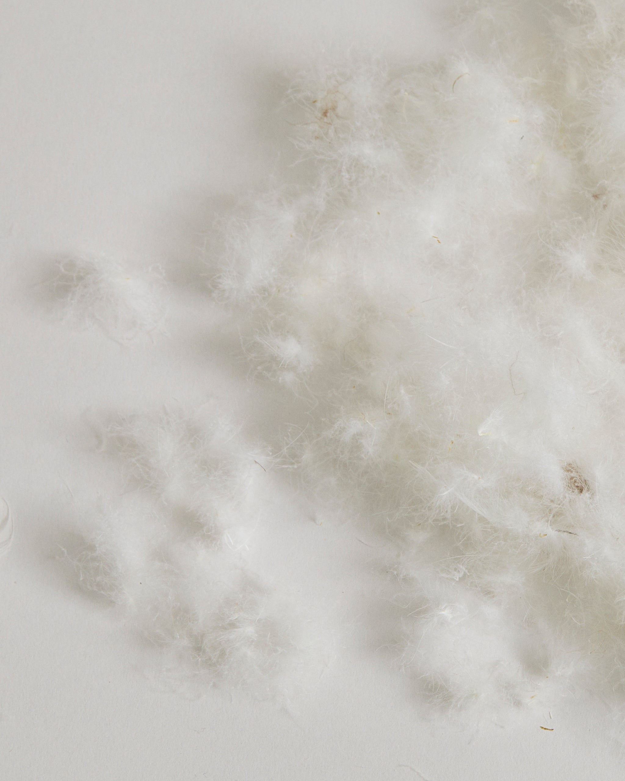 Close-up of Duck Feathers on a gray background