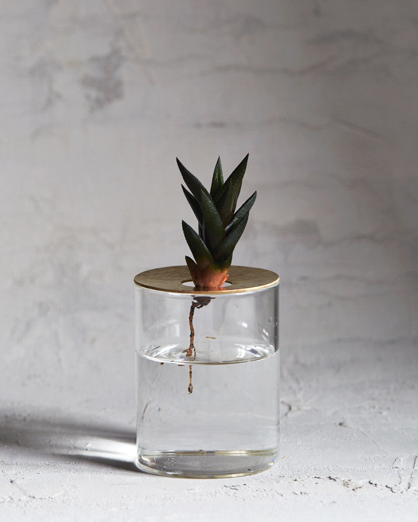 Lid Vision Glass Terrarium - Brass (OUT OF STOCK)