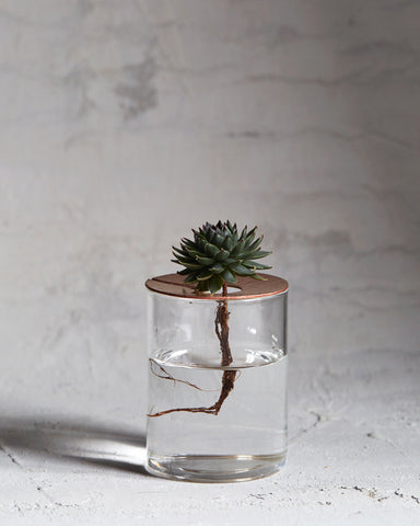 Lid Vision Glass Terrarium - Copper (OUT OF STOCK)
