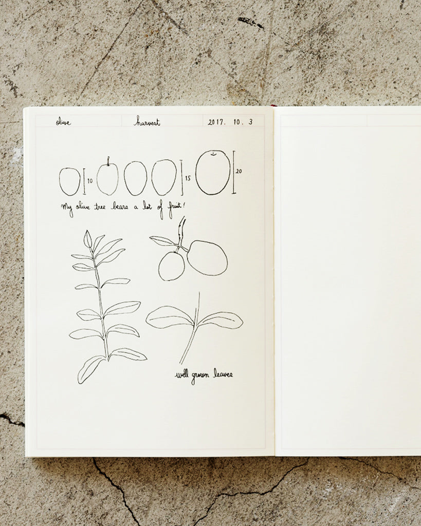 Open midori journal frame a5 notebook with drawings of plants and fruits on one page.