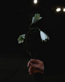 Paper Flower - Fritillaria Verticillata (OUT OF STOCK)