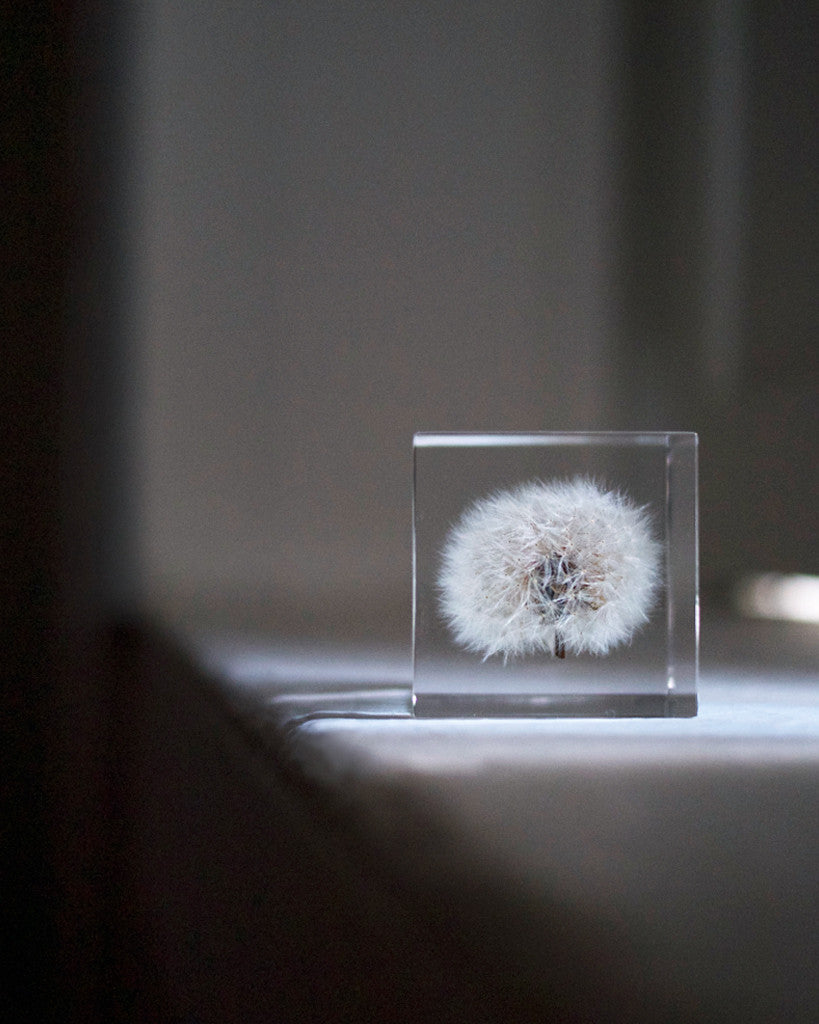 Dandelion Sola Cube