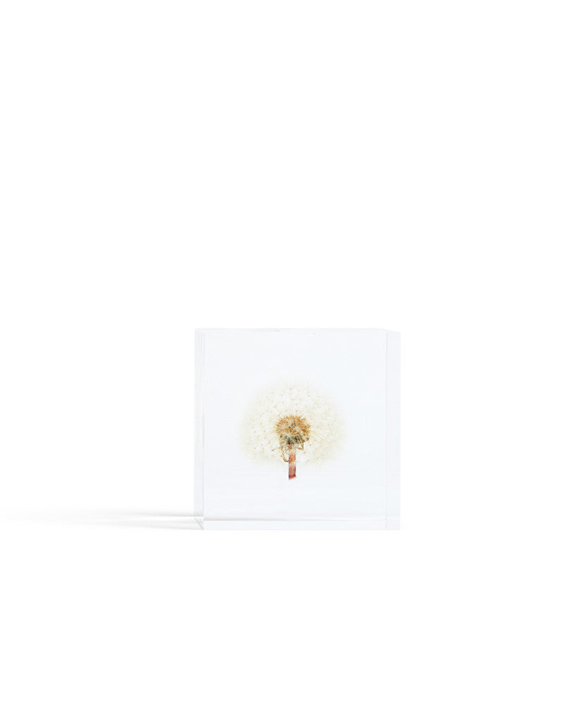 Dandelion Sola Cube